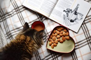 האכלה נכונה של חתול שמן