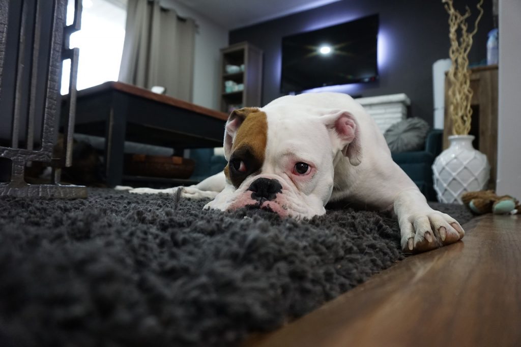 מזון לכלבים - כלב על שטיח